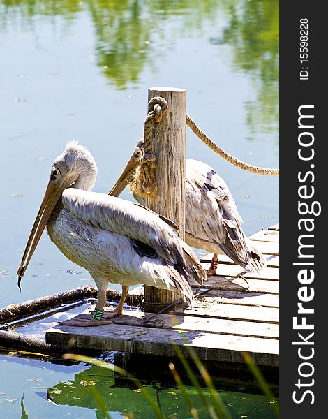 White pelican (Pelecanus crispus) on river