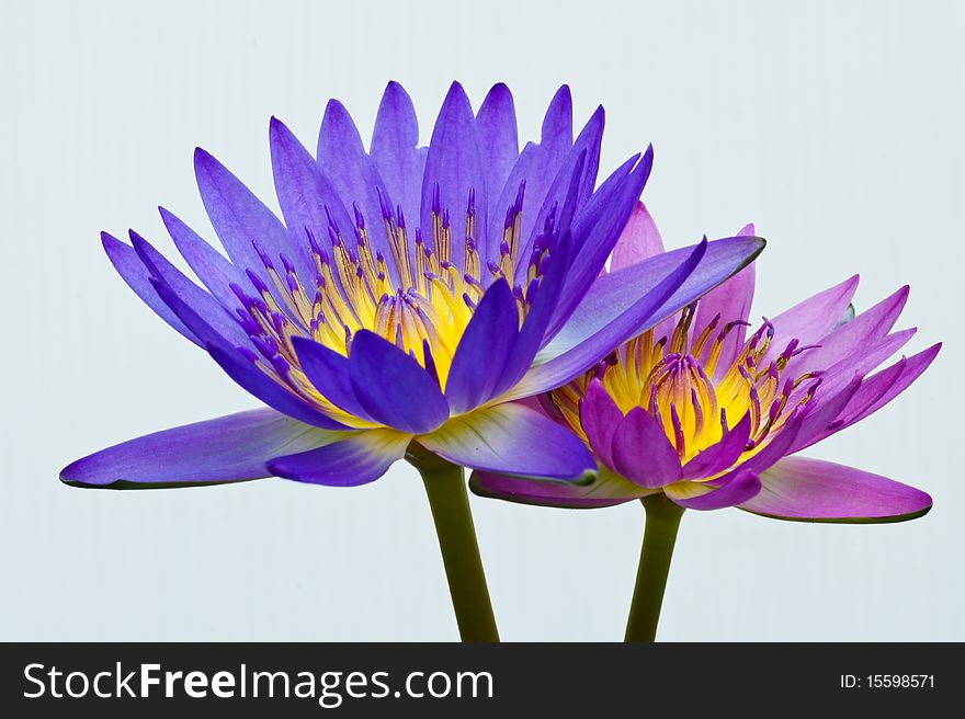 Lotus flower isolated on white background. Lotus flower isolated on white background