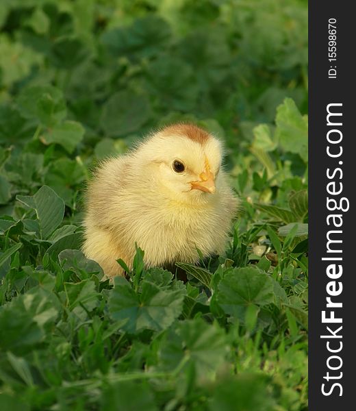 The little chick in the grass. Location shooting