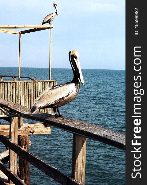 Florida Pelicans on mooring 1999