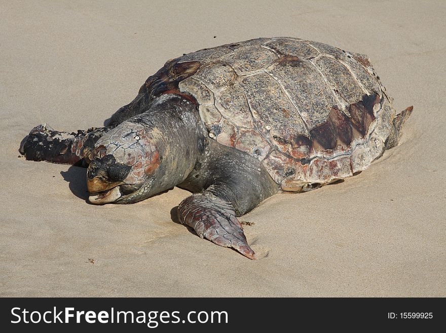 Dead turtle founded in a wild beach in natural park huelva spain, details of scutes, webbed feed and mouth. Dead turtle founded in a wild beach in natural park huelva spain, details of scutes, webbed feed and mouth