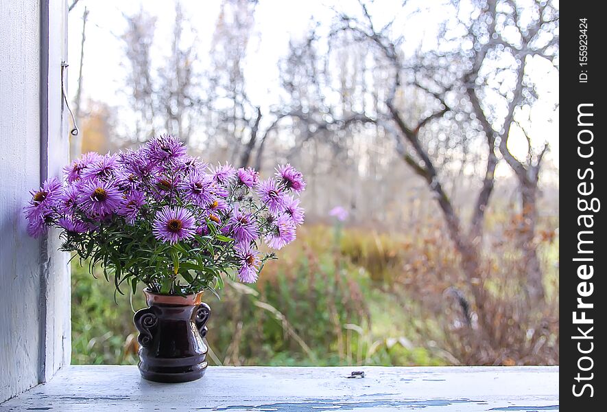 Aster bessarabicus decorative ornamental plant. Bouquet of autumn flowers. Beautiful purple asters in ceramic vase on the wooden window sill of the old rural house with bare garden apple trees on background