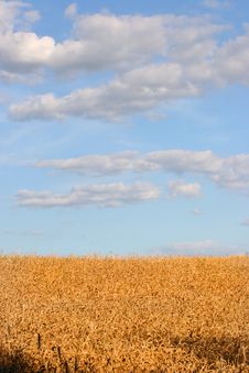 Wheat Field Royalty Free Stock Photos Wheat Field Royalty Free Stock Photos