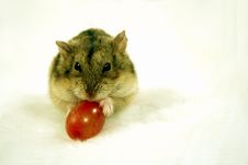 Dwarf Hamster 2 Stock Photos