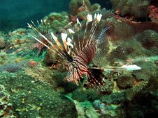 Common Lionfish Stock Images