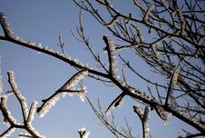 Hoarfrost Stock Photography Hoarfrost Stock Photography