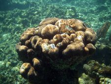Fancy Underwater Coral Stock Images Fancy Underwater Coral Stock Images