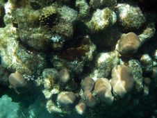 Fancy Underwater Coral Royalty Free Stock Images Fancy Underwater Coral Royalty Free Stock Images