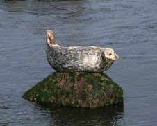 Sea Lion Royalty Free Stock Images Sea Lion Royalty Free Stock Images