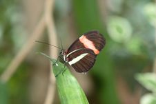 The Longwing Butterfly Royalty Free Stock Photography The Longwing Butterfly Royalty Free Stock Photography
