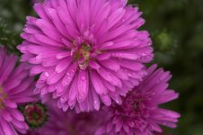 Violet Flowers Royalty Free Stock Photos Violet Flowers Royalty Free Stock Photos