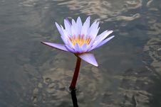 Blue Water Lilly In Pond Stock Photos