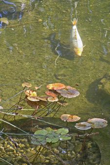 Swimming Koi Royalty Free Stock Photos Swimming Koi Royalty Free Stock Photos