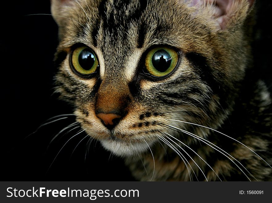Tabby kitten portrait; intentionally underexposed. Tabby kitten portrait; intentionally underexposed