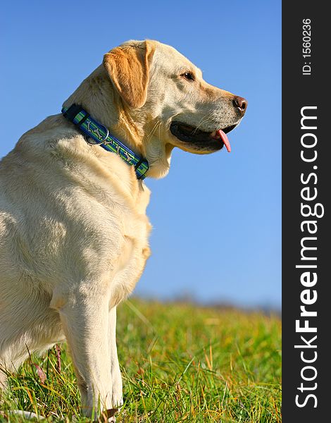 Yellow Labrador retriever sitting and enjoying the view