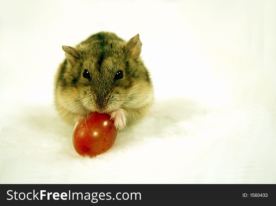 Cute dwarf hamster eating cherry tomato isolated on white. Cute dwarf hamster eating cherry tomato isolated on white