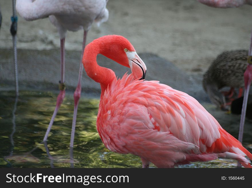 Red, white flamingo with large beaks