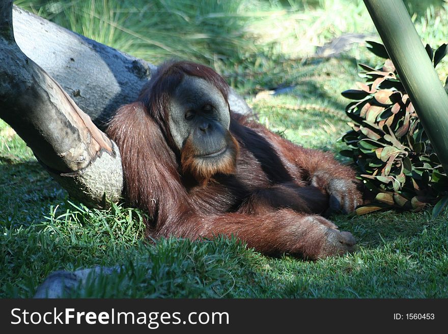 An orangutan sits on a tree relaxing