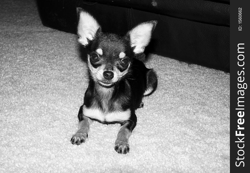 He is a teacup Chihuahua who loves to run around. He is a teacup Chihuahua who loves to run around.
