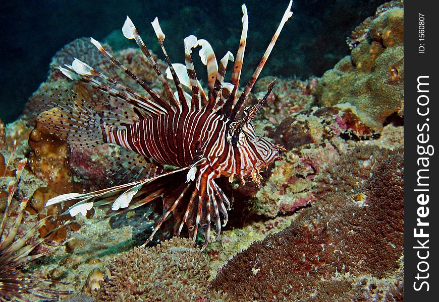 Pterois volitans. Commonly found in tropical ocean environment. Pterois volitans. Commonly found in tropical ocean environment