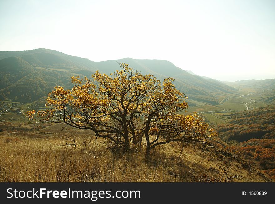 Mountain and tree  in Crimea. Mountain and tree  in Crimea