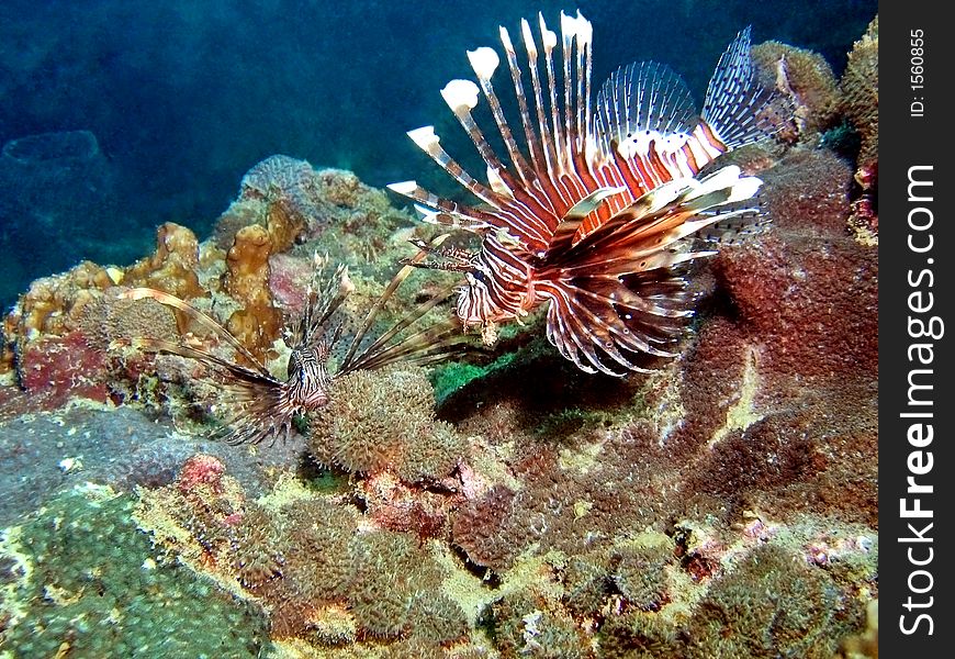 A pair of common lionfish living in a tropical coral reef. A pair of common lionfish living in a tropical coral reef