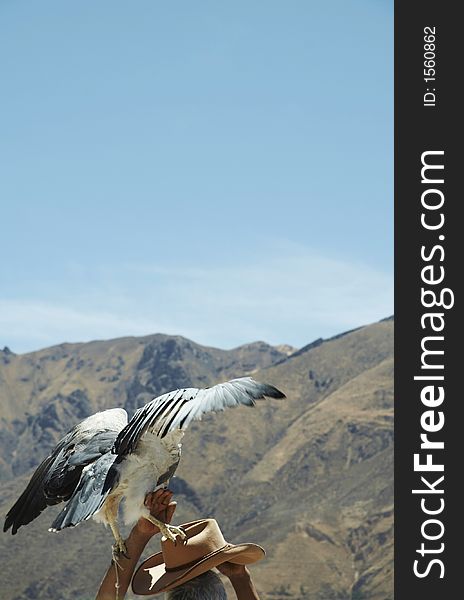 A hawk standing on a hut. A hawk standing on a hut