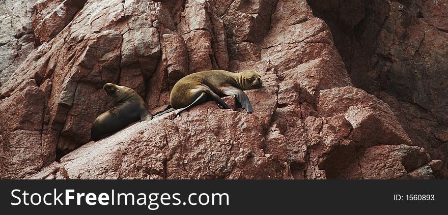 Sea lions overlies on stone