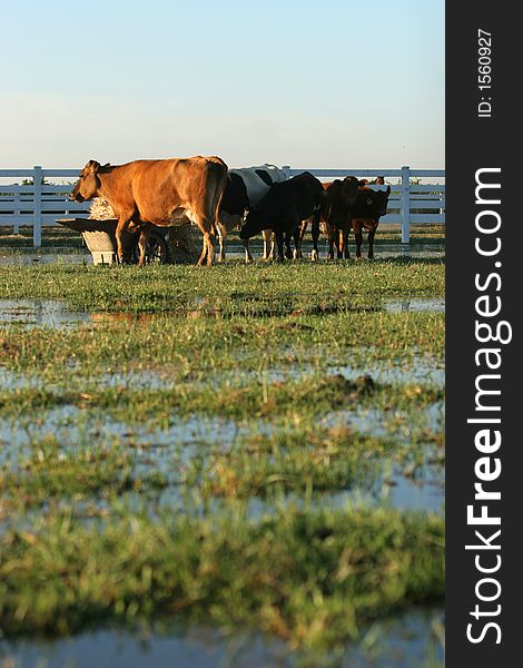 Cows graze in a pasture