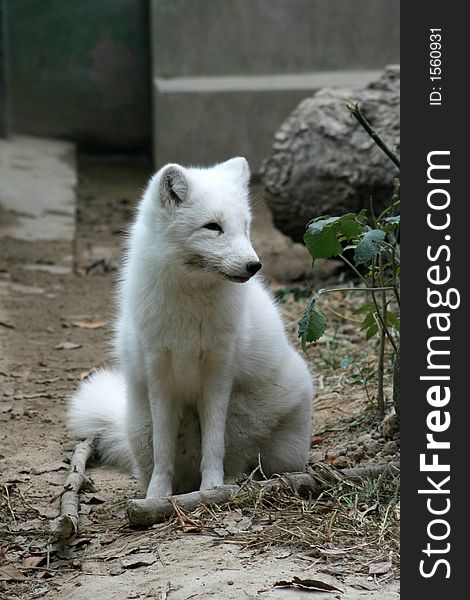 White Fox