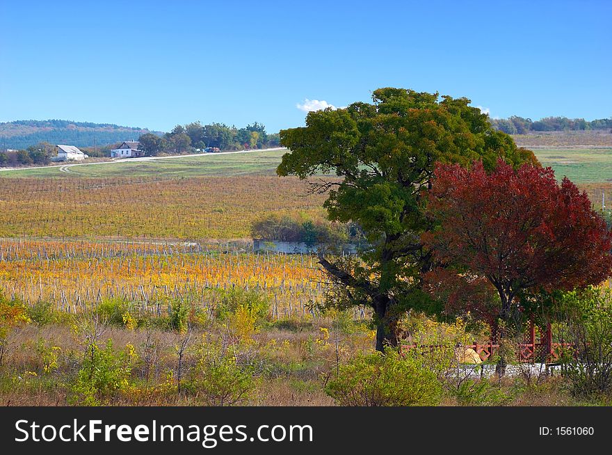 Landscape of vineyards on a slope of a hill