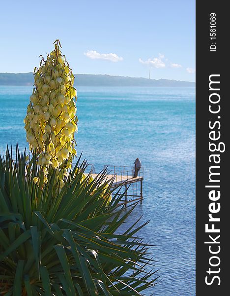 Blossoming palm tree on a background of the sea. Blossoming palm tree on a background of the sea