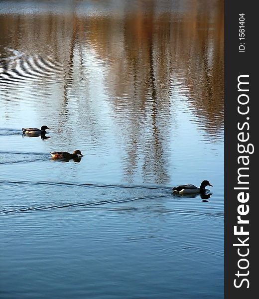 Three ducks family in synchronized swimming