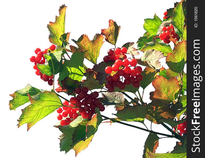 Twig of a snowball tree with clusters of red berries (on a sky background). Twig of a snowball tree with clusters of red berries (on a sky background)