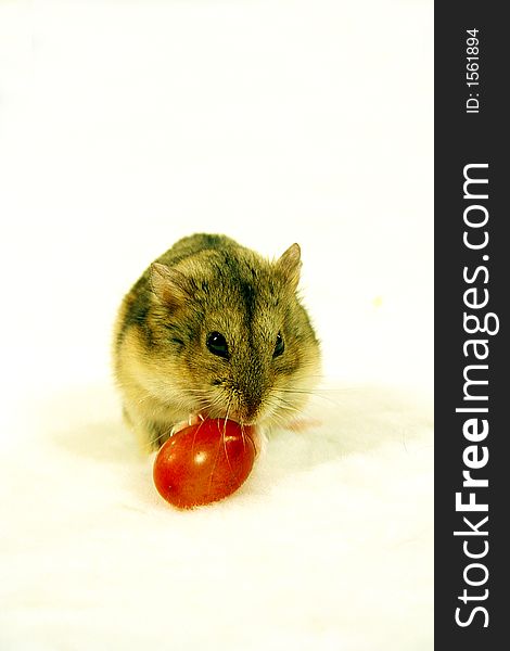 Cute dwarf hamster eating cherry tomato isolated on white. Cute dwarf hamster eating cherry tomato isolated on white
