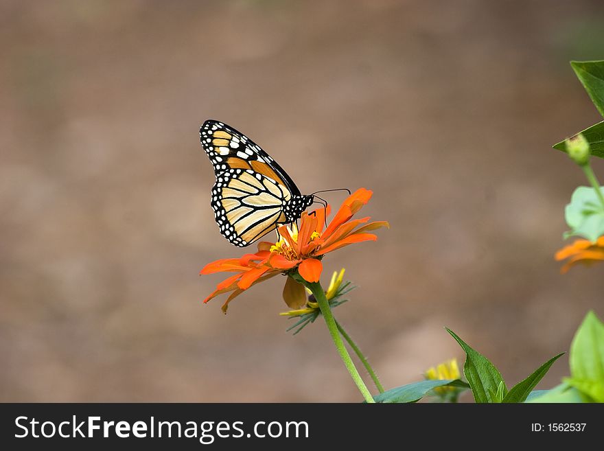 Monarch Butterfly on Orange Zinnia
 
Lots of Room for Text. Monarch Butterfly on Orange Zinnia
 
Lots of Room for Text