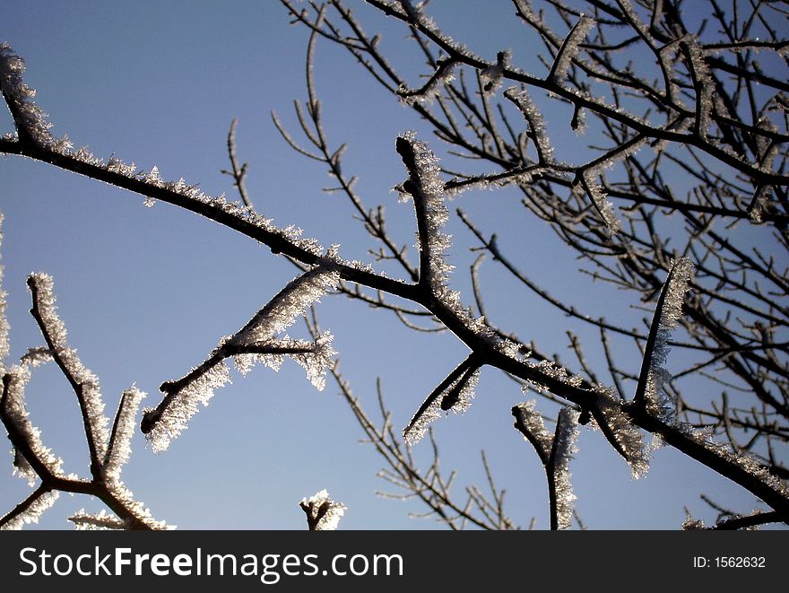 Branches with amazing hoarfrost one cold winter's morning