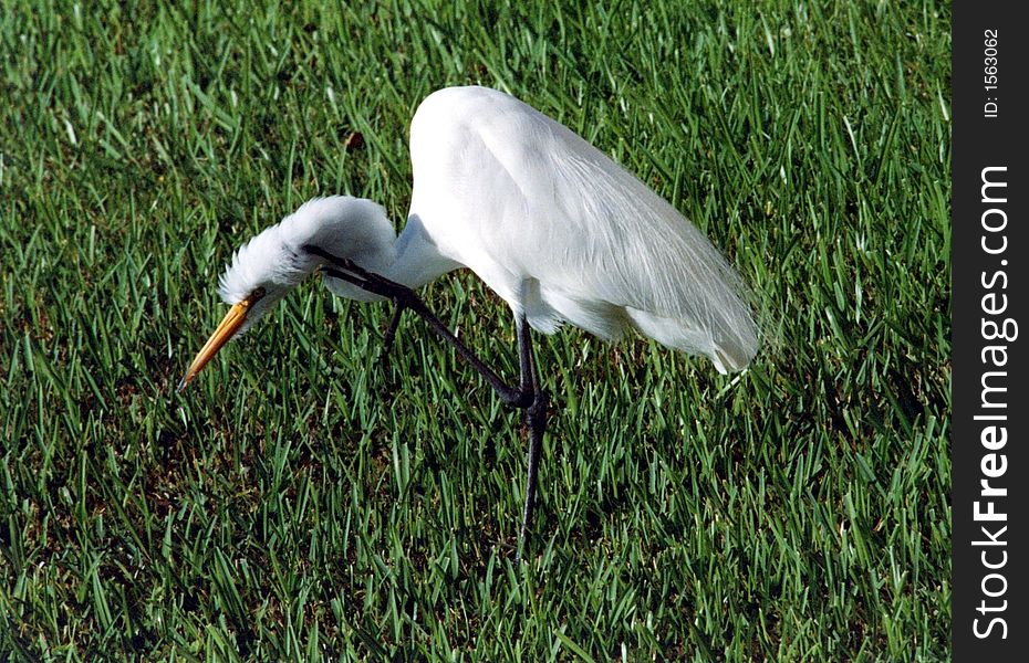 Great White Egret with an inch. Great White Egret with an inch