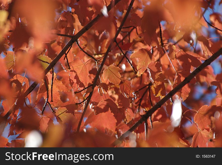 Photo of leaves turning a reddish orange in the fall. Photo of leaves turning a reddish orange in the fall.