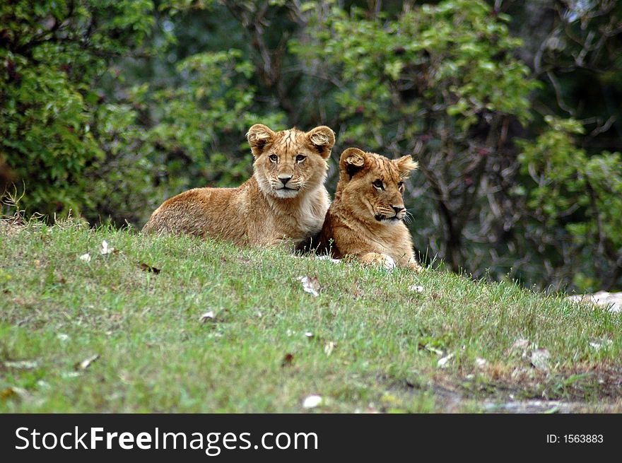 Two little lions after work