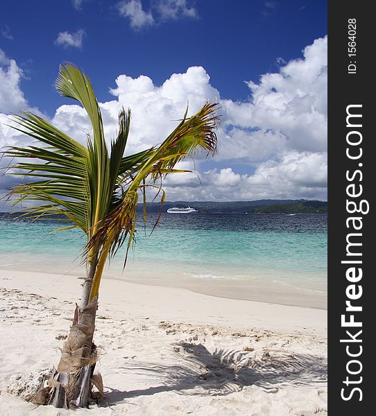 Small palm on a tropical beach. Small palm on a tropical beach