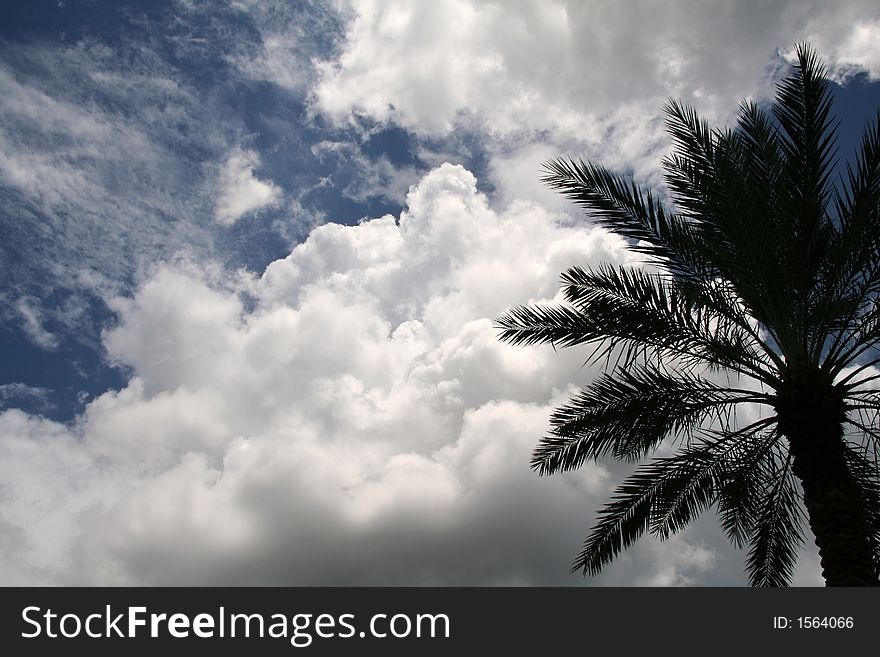 Tropical Palm Tree with Clouds in the Sky. Tropical Palm Tree with Clouds in the Sky