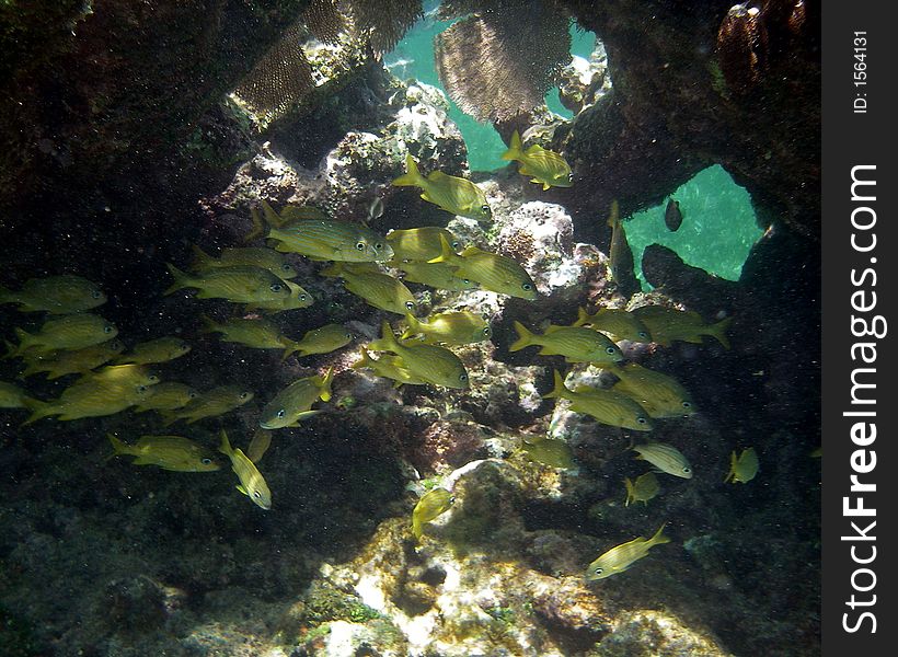 Yellow Fish in Coral Reef Hiding Out