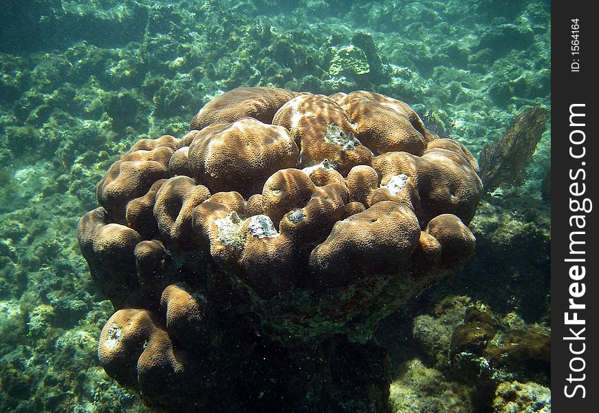 Fancy Underwater Coral in Great Barrier Reef