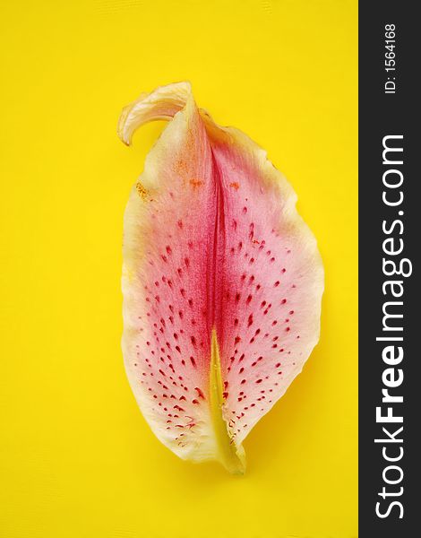 Exotic lilly petal over yellow background