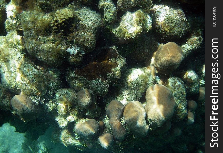 Fancy Underwater Coral in Great Barrier Reef