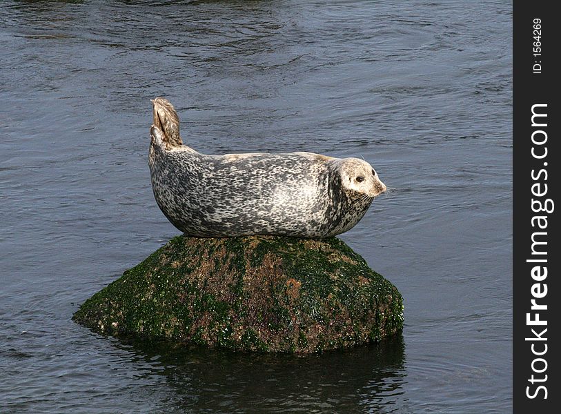 Sea lion on a rock in the Monterey Bay