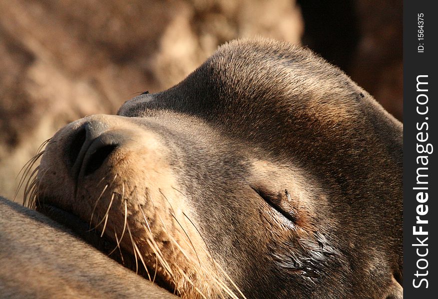 Sea lion on a rock in the Monterey Bay