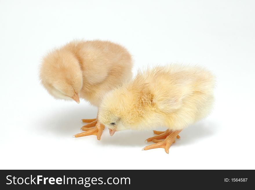 A couple of chicken on white background