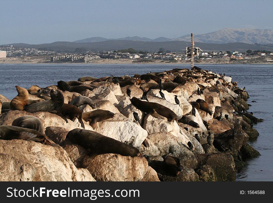 Sea lions on a rock in the Monterey Bay